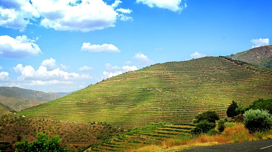 terraced, vineyards, -, walled, terraces, douro valley, agriculture, douro, farm, green