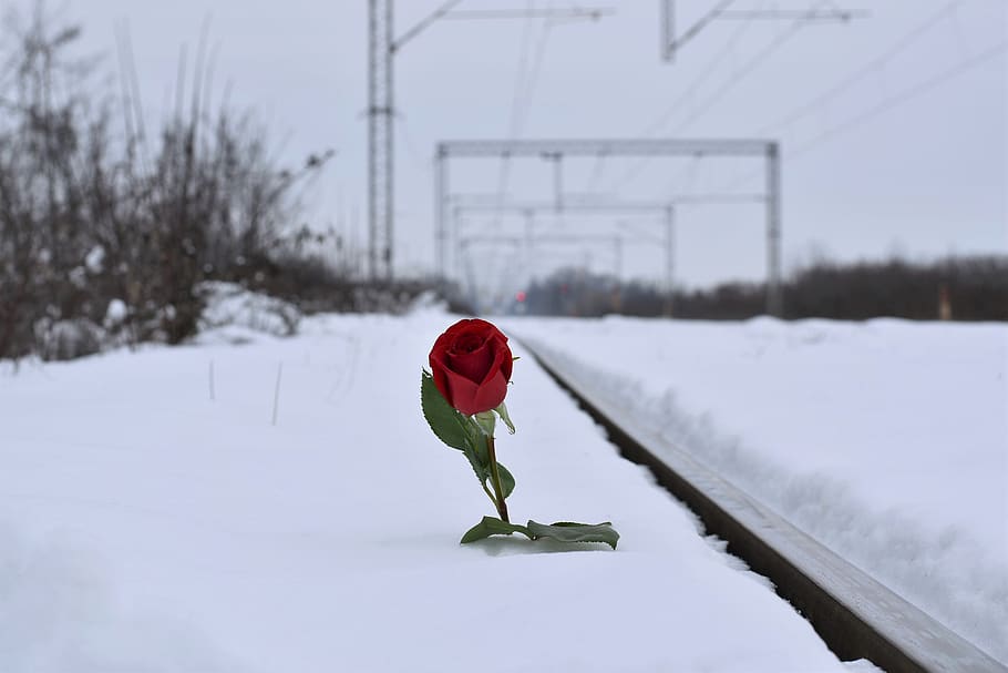 rosa roja en la nieve, símbolo de amor, ferrocarril, amor perdido, desafío, el amor conquista a todos, recordando a todas las víctimas, del suicidio en el ferrocarril, invierno, congelado