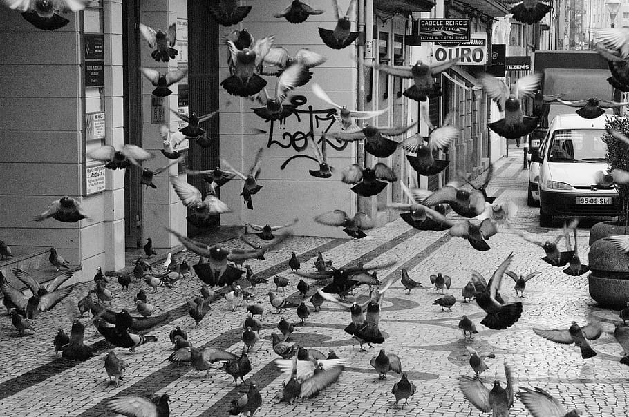 flock of doves, dove, bird, poultry, nature, infestation of pigeons, pigeons, animal world, flying, birds