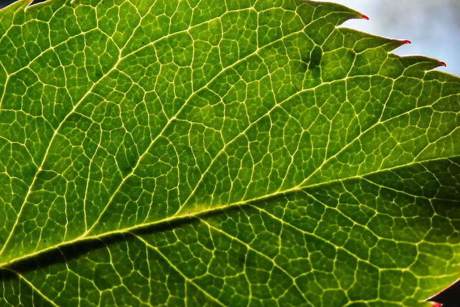 leaf, plant, texture, veins, garden, nature, plant part, green color, leaf vein, close-up
