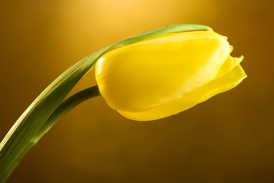 tulip, beautiful, blossom, botany, daisy, flora, flower, gerbera, herb, herbal