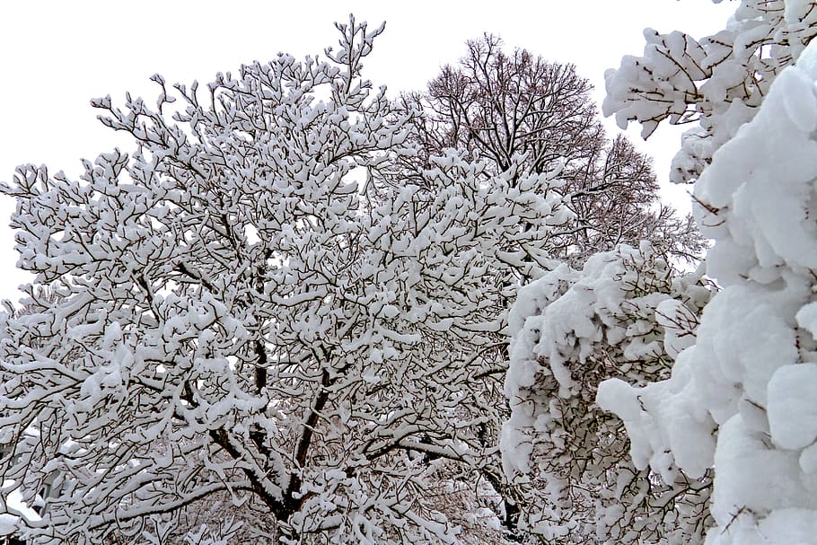 invierno, nieve, árbol, paisaje, frío, invernal, naturaleza, magia de invierno, planta, belleza en la naturaleza