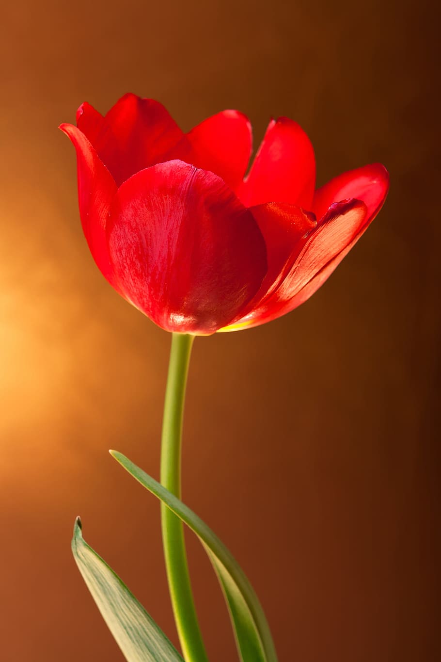 tulip, color, colorful, flora, one, flower, green, leaf, natural, red