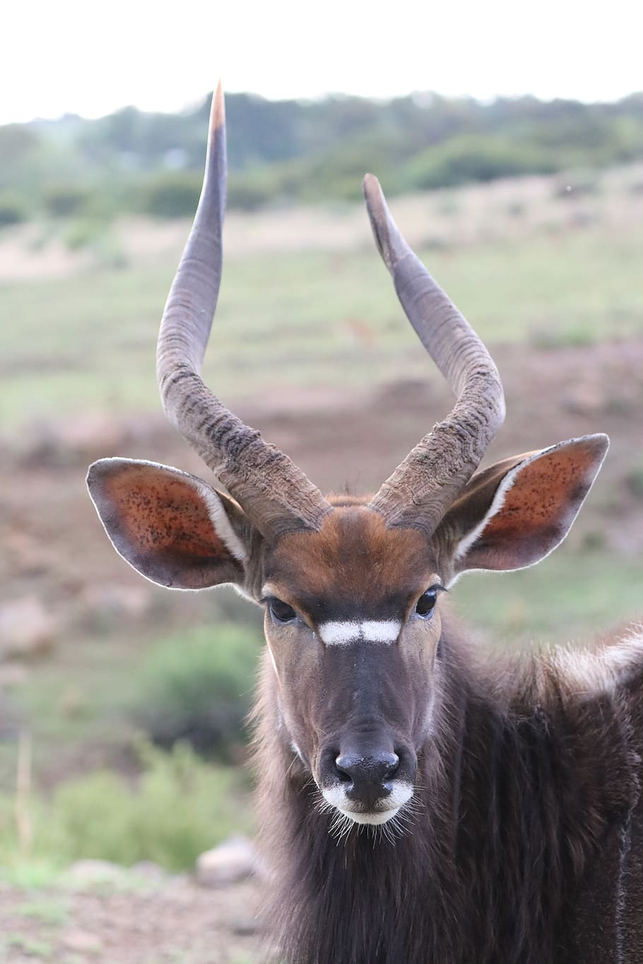 nyala, antelope, males, horns, bock, mammal, africa, animal, nature, head