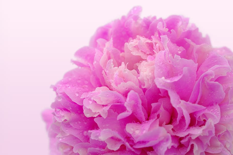 peony, rose, wellness, beauty, massage, physiotherapy, coupon, wet, dew, dewdrop