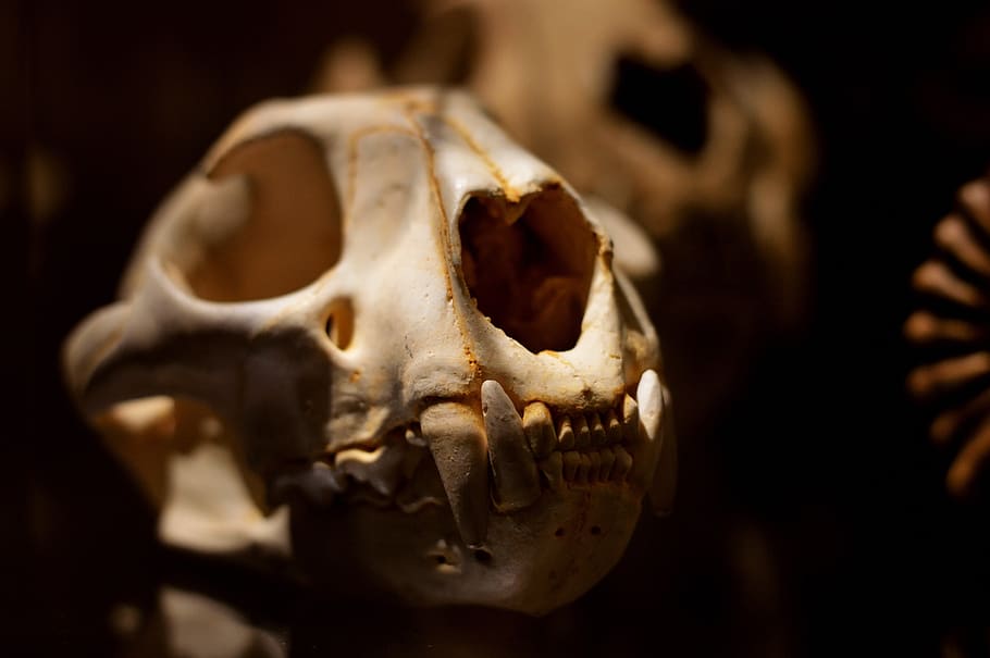 puma, mammal, bone, head, skeleton, skull, nature, anatomy, biology, wild