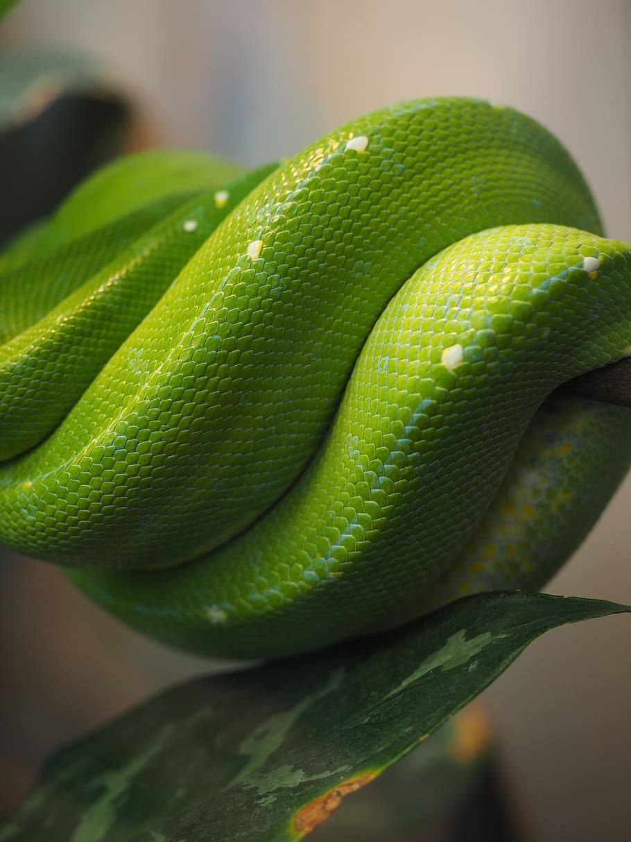 python, hijau, kulit ular, luka, python pohon hijau, morelia viridis, ular, ular penghuni pohon, python berlian, morelia