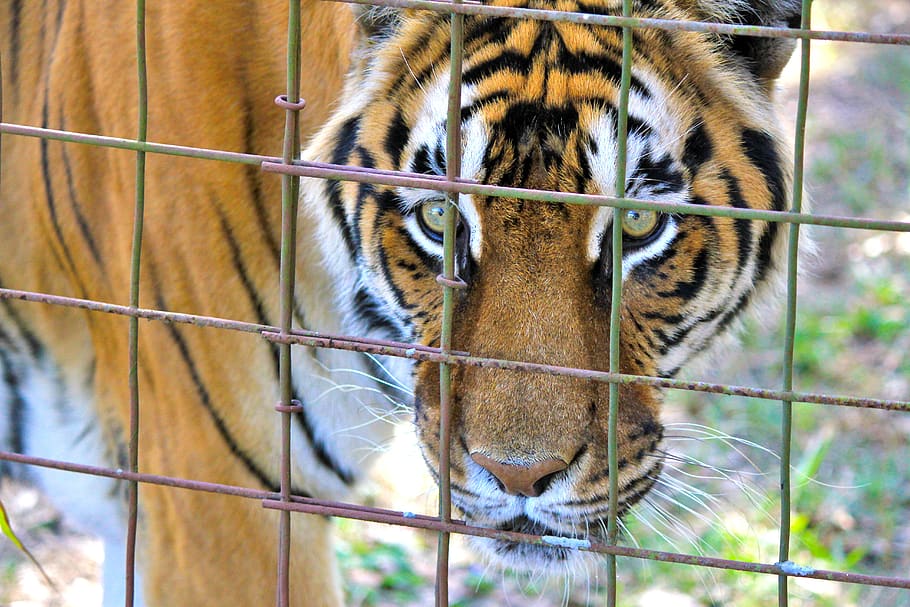tiger, caged tiger, tiger face, tiger eyes, mammal, cat, big cat, large cat, animal, wild animal