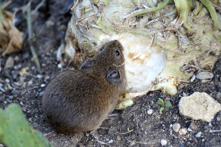 mouse, field mouse, wood mouse, celery, eat, food, eat rodent, nager, cute, wild