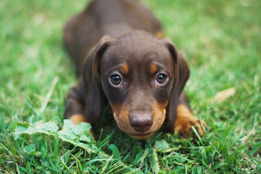 dog, puppy, dachshund, wiener, sausage dog, one animal, canine, animal themes, grass, domestic