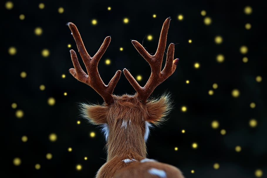 fallow deer, hart, fireflies, light, brown, animal, forest, one person, human hand, hand