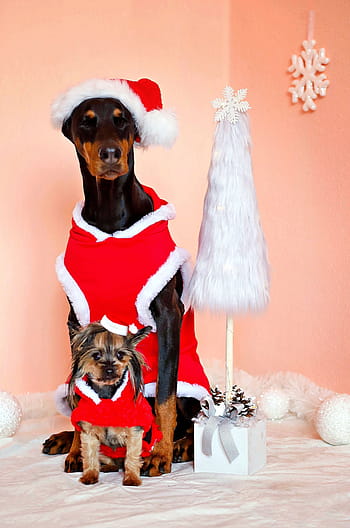 doberman-yorkshire-terrier-dogs-santa-claus-royalty-free-thumbnail.jpg