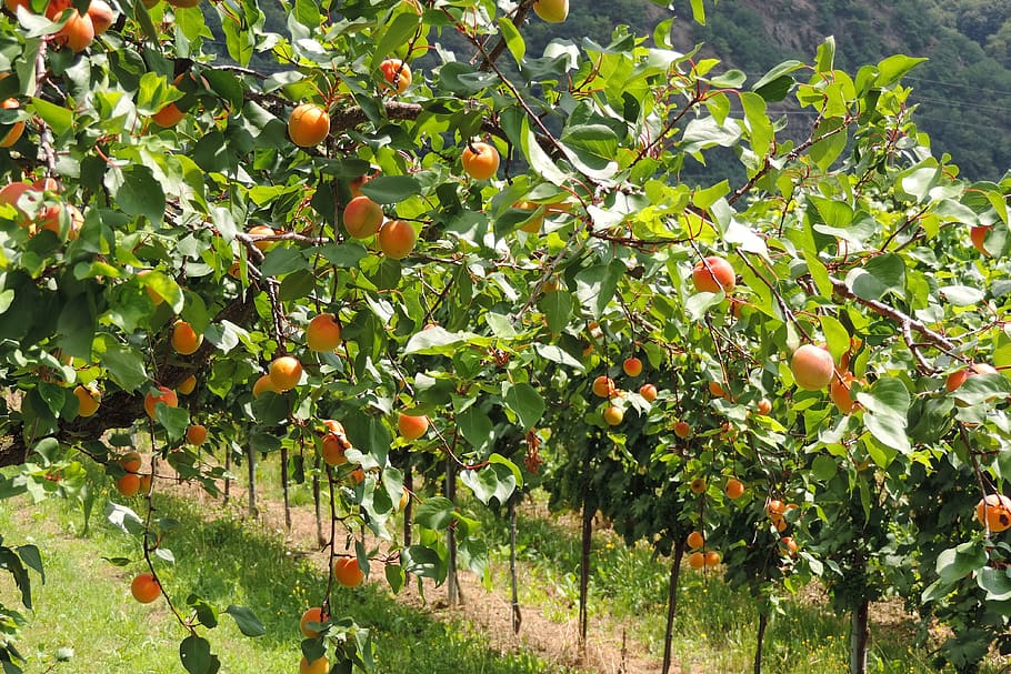 wachau, apricots, fruits, farm, plantation, fruit, growth, healthy eating, food and drink, food