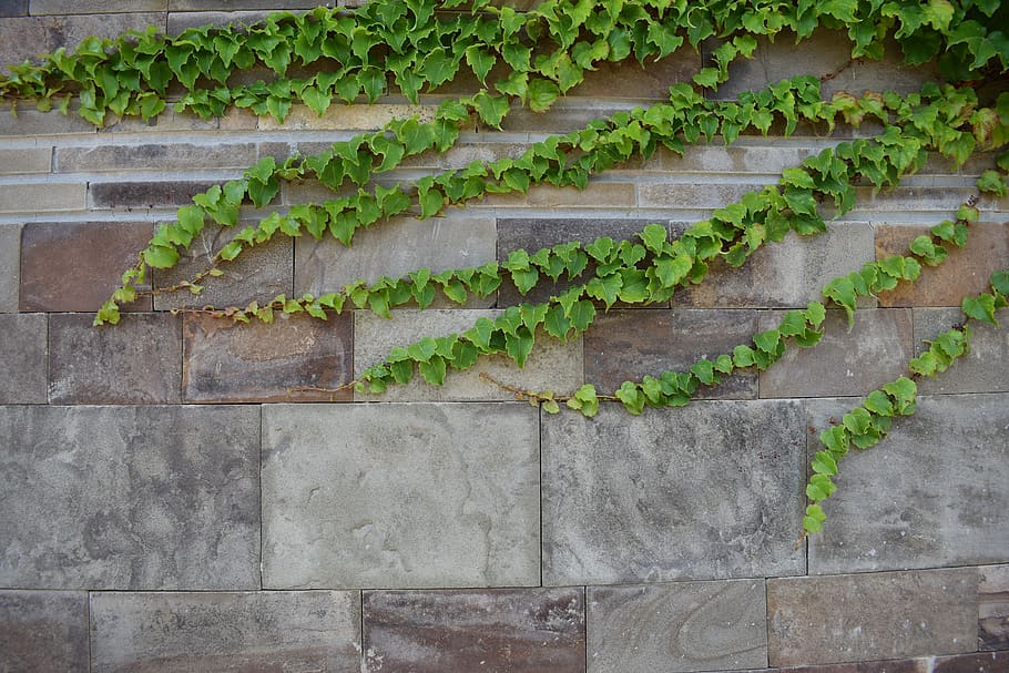 ivy, city, nature, wall, urban, house, plants, park, the façade of the, flora