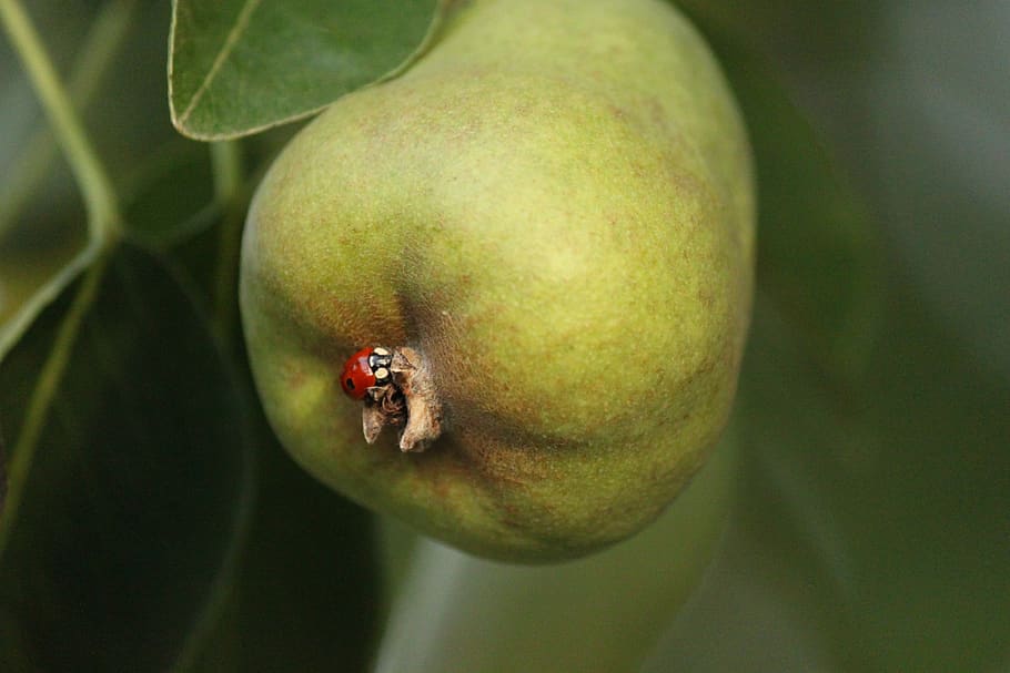 pear, lady bug, bugs, fruit, produce, food and drink, healthy eating, food, close-up, animal themes