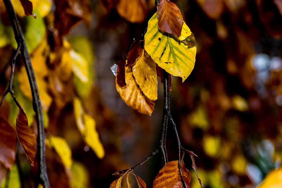 hojas, otoño, naturaleza, árboles, ramas, aire libre, hoja, parte de la planta, cambio, enfoque en primer plano