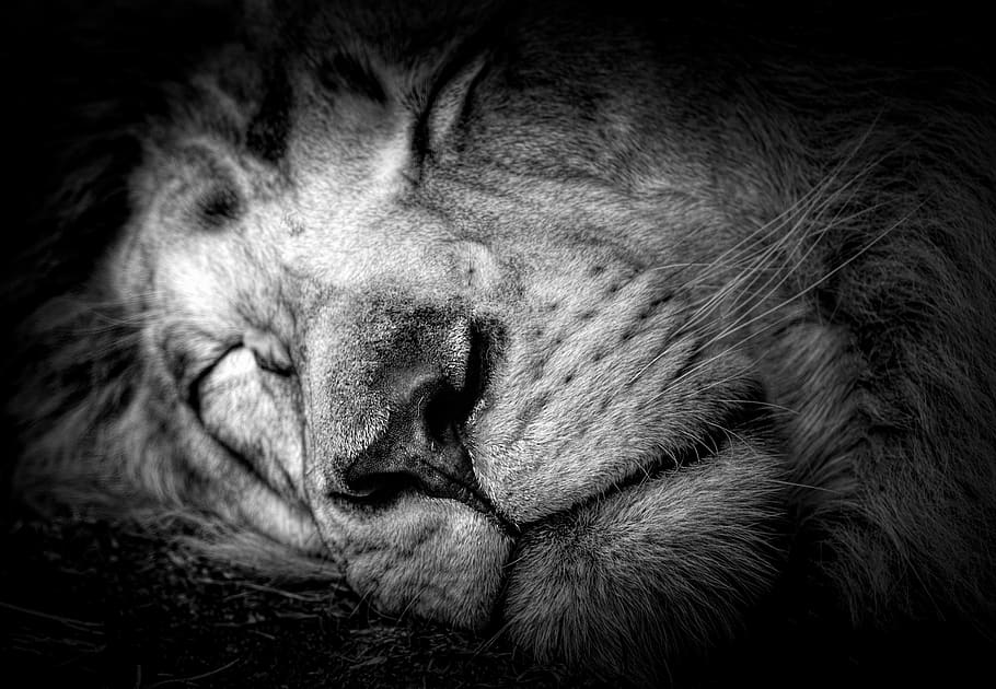leão, carnívoro, adormecido, retrato, bonitinho, áfrica, predador, mamífero, um animal, animal