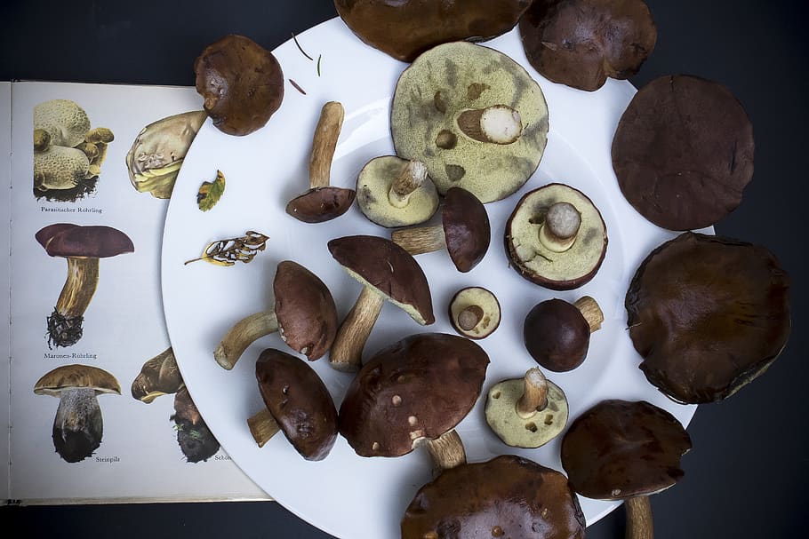 mushrooms, chestnut röhling, autumn, mushroom, nature, mushroom collector, edible, determine, mushroom book, compare