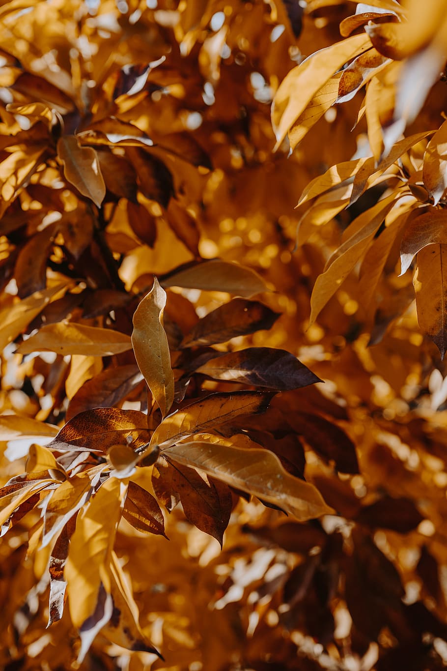 kuning, daun, magnolia, musim gugur, oranye, alam, bagian tanaman, perubahan, tidak ada orang, close-up