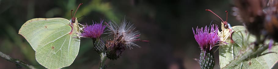 gonepteryx rhamni, banner, butterfly, white ling, nature, close up, butterflies, food intake, insect, thistle