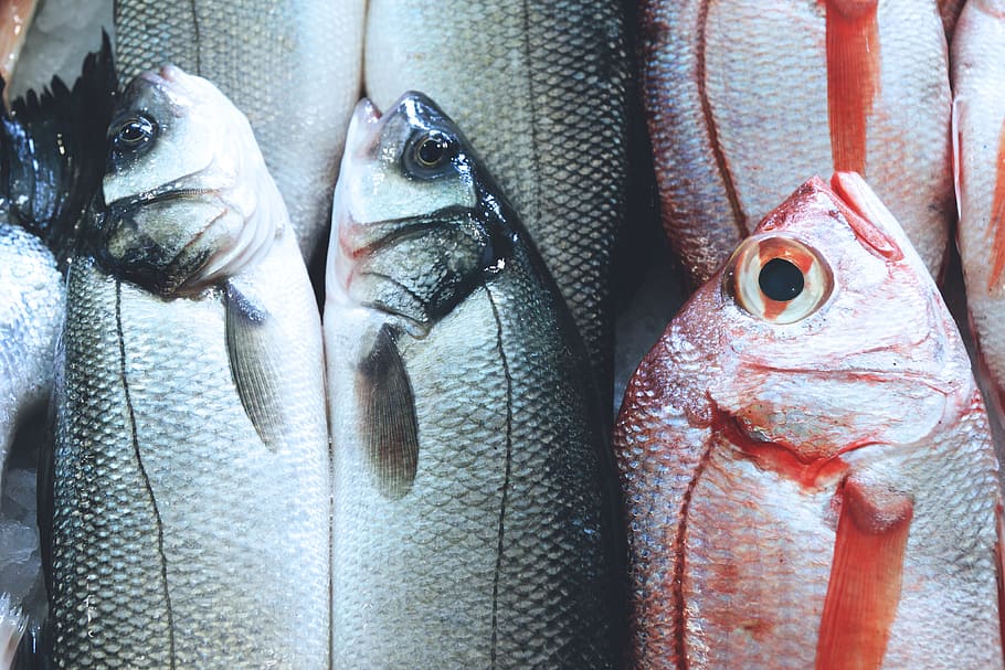 mercado de pescado, comida y bebida, mariscos, pescado, vertebrado, animal, comida cruda, venta al por menor, para la venta, mercado