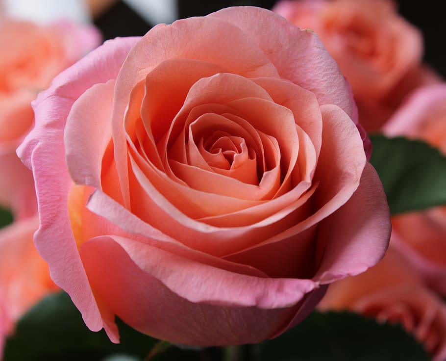 rosa rosa, rosa, plano de fundo, paixão, sentimento, flor, rosas cor de rosa, flores rosas, jardim de flores, pétalas