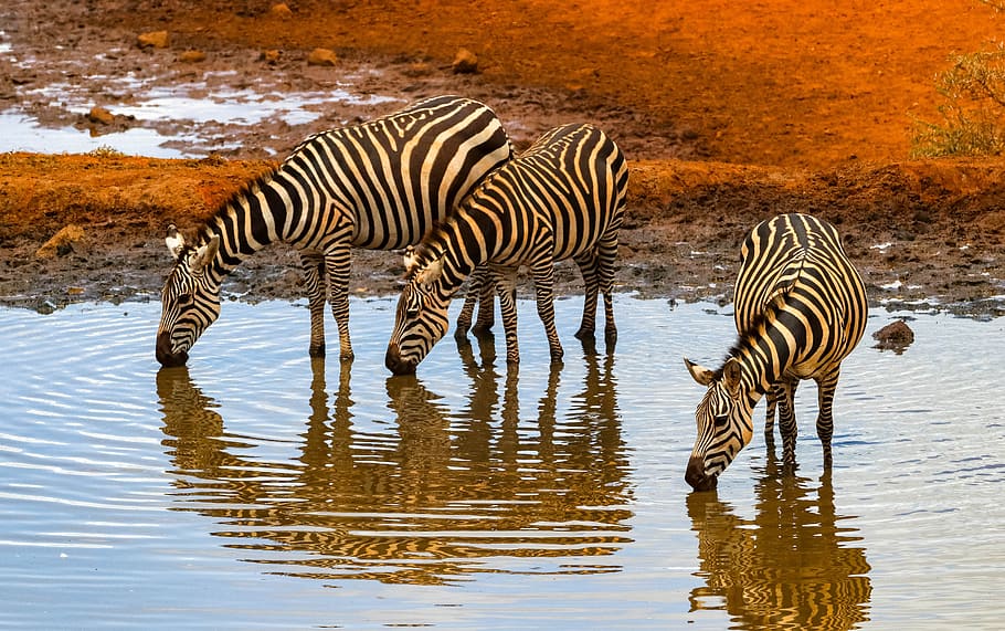 áfrica, kenia, safari, mundo animal, naturaleza, paisaje, desierto, parque nacional, pozo de agua, amboseli