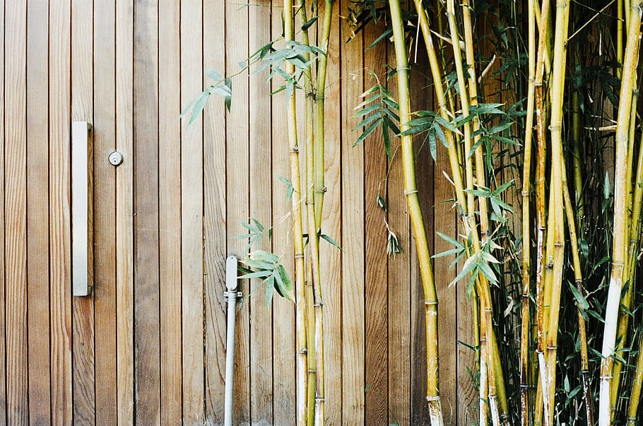 madeira, bambu, portão, bloqueio, galhos, folhas, madeira - material, quadro completo, fundos, ninguém