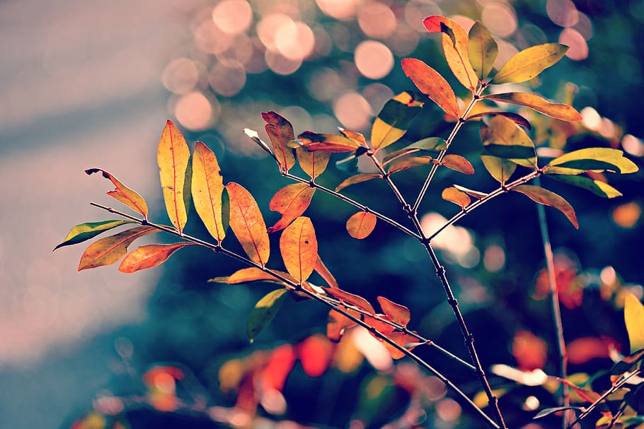 daun musim gugur, dedaunan, cabang, ranting, berwarna-warni, cerah, bokeh, alam, bagian tanaman, daun