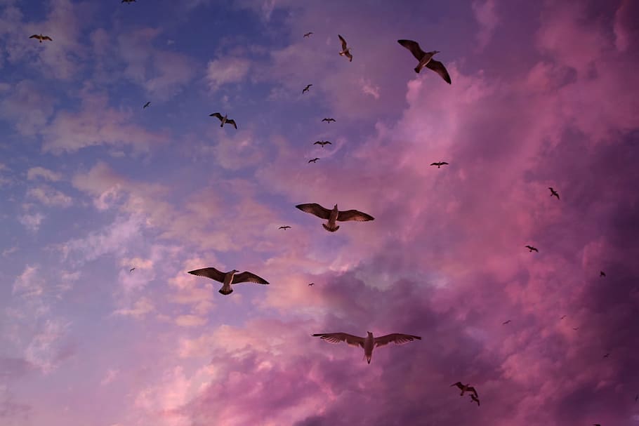 seagulls, purple, sky, animalsNature, bird, birds, flying, animal themes, animal, animal wildlife