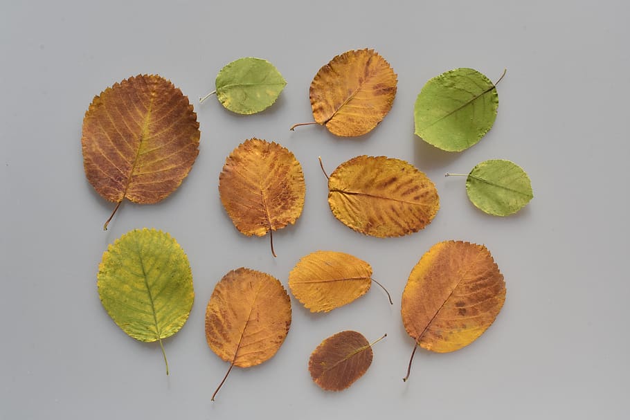 leaves, red, yellow, green, autumn, saskatoon, samples, template, plant part, leaf
