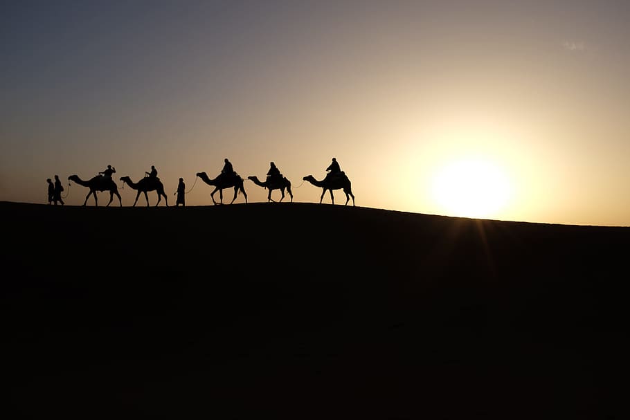 silhouette, journey, camels, desert, travel, trip, tour, expedition ...