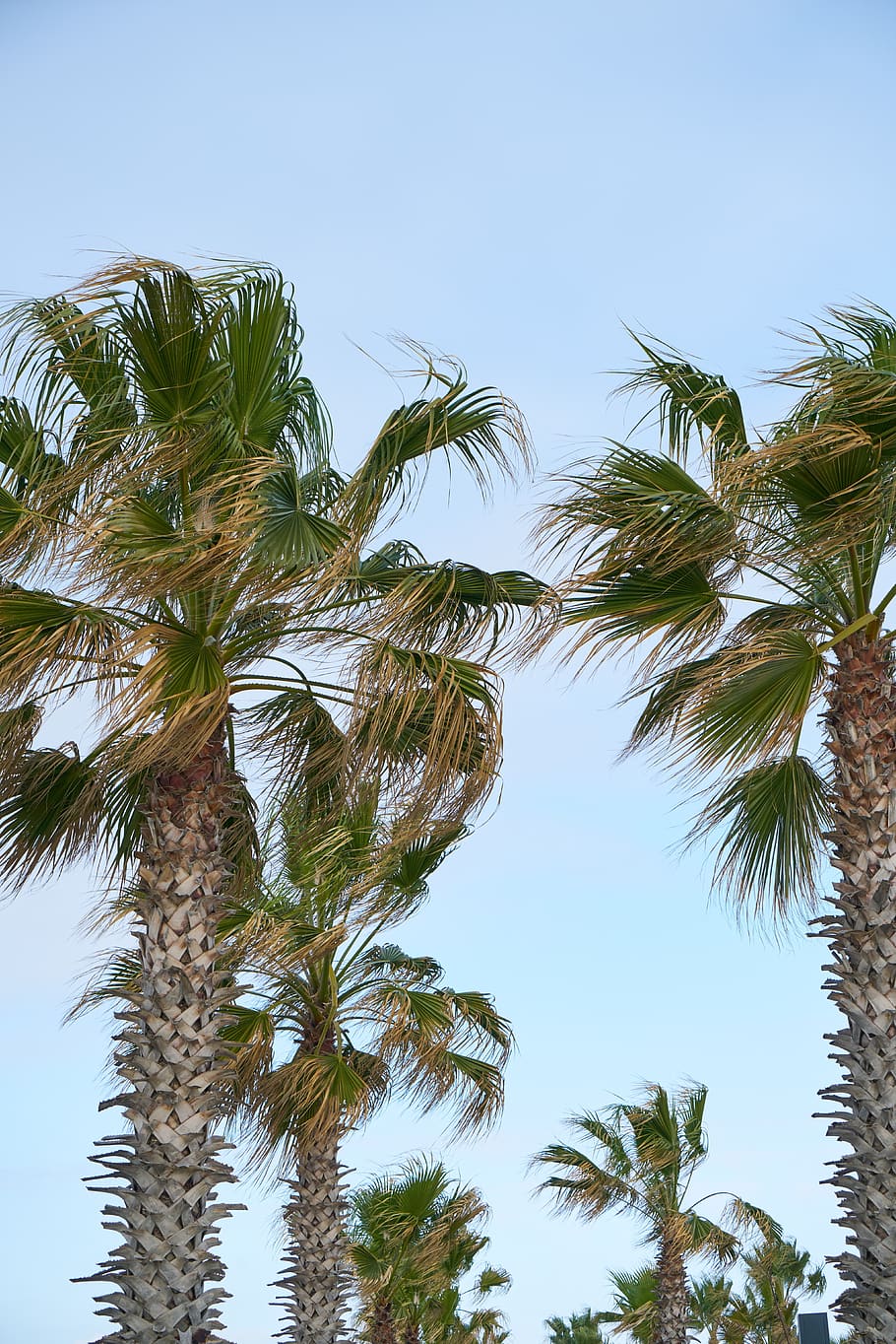 palm, tropical, holiday, exotic, nature, summer, marine, leaves, sky, ada