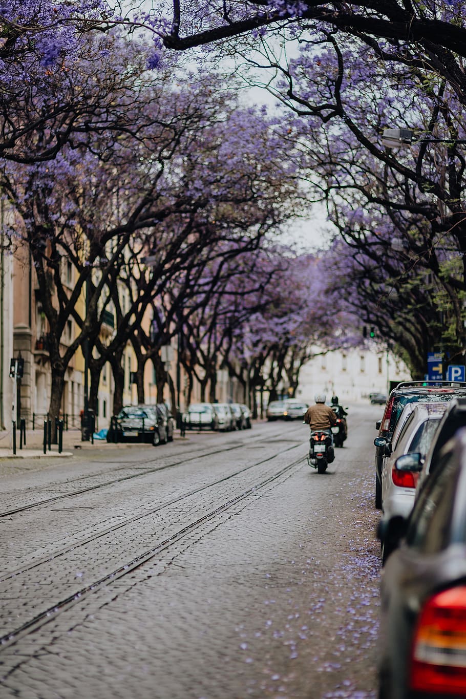 ungu, pohon jacaranda, pohon., avenida dom carlos i, lisbon, portugal, jalan, berbunga, pohon, mekar