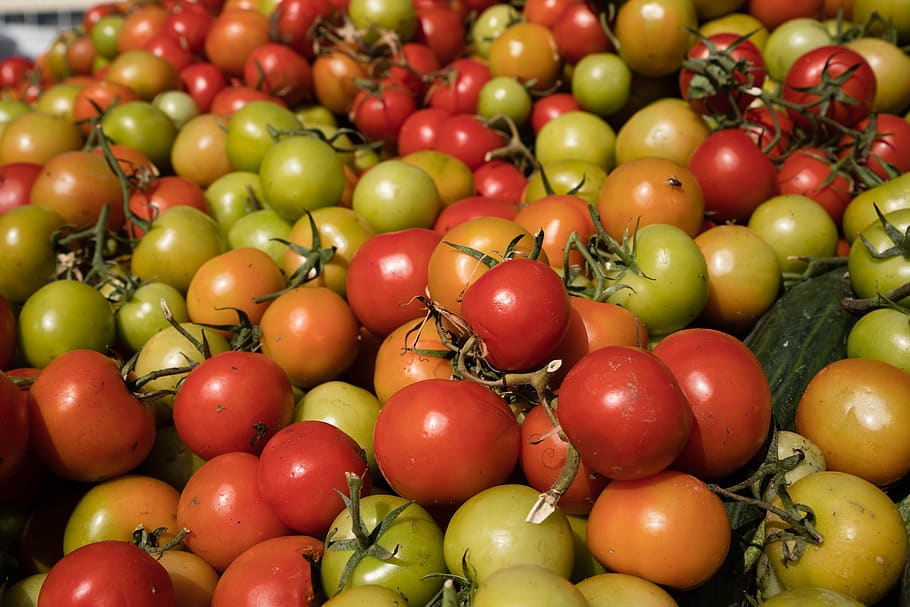 tomatoes, tomato, harvest, food, healthy, fresh, fruit, power supply, red, kitchen