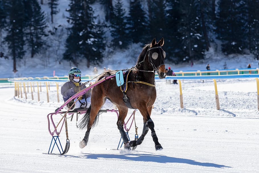 white turf, horse racing, ice, gefrohren, cold, tradition, st, moritz, sport, animals