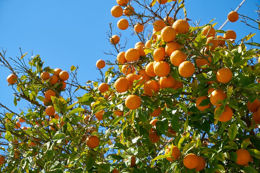 tangerine, fruit, delicious, orange, food, vitamins, healthy, fresh, juicy, nutrition