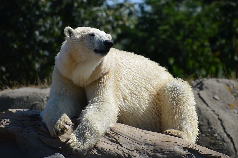 blijdorp, oso polar, zoológico, vicks, mojado, osos polares, rotterdam, animal, temas animales, un animal