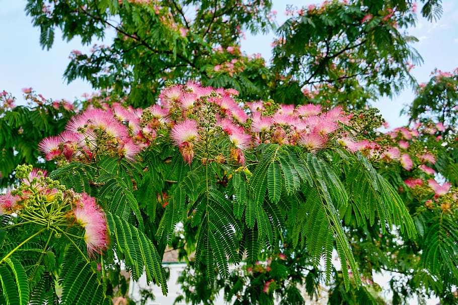 nature, tree, silk tree, silk tree flower, blossom, plant, growth, beauty in nature, green color, day