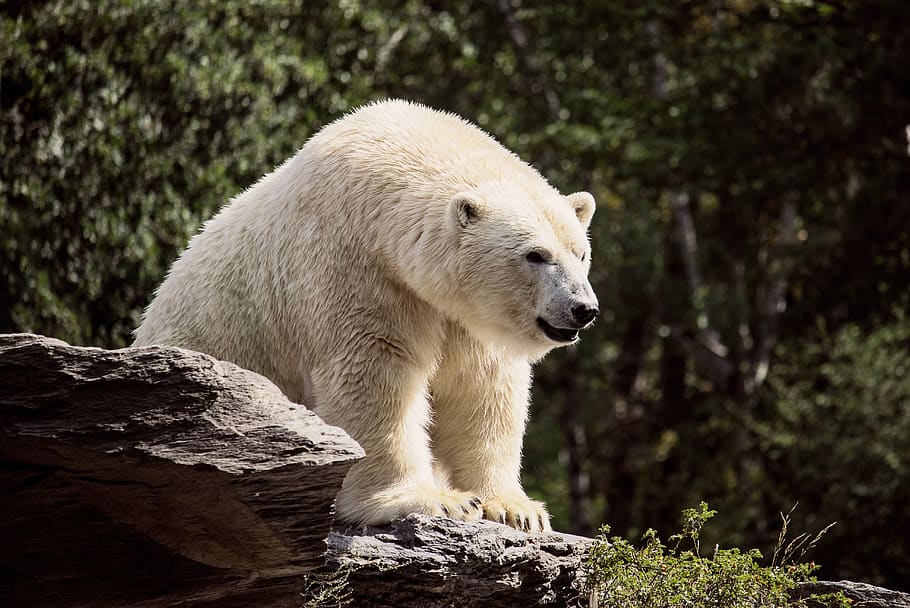 polar bear, predator, mammal, animal, animal world, bear, white, carnivores, zoo, animal park berlin