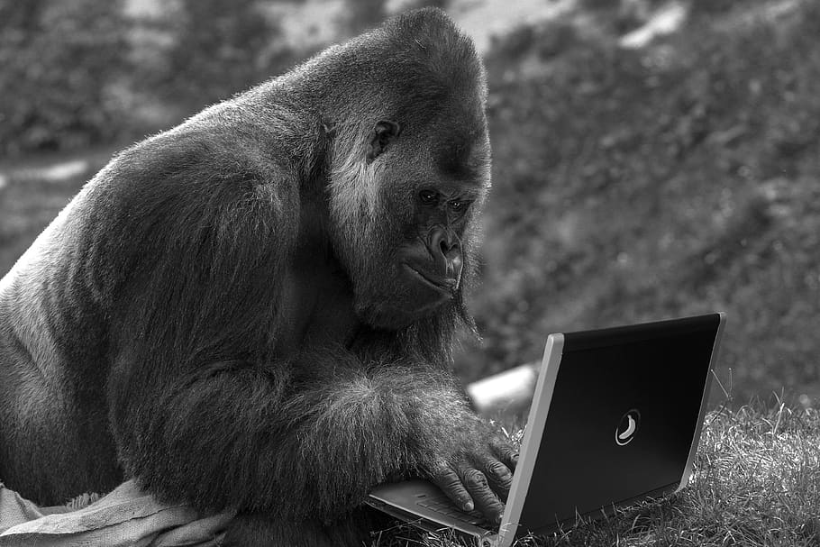 обезьяна, ноутбук, компьютер, технологии, интернет, примат, Млекопитающее, беспроводная технология, Связь, портативный компьютер