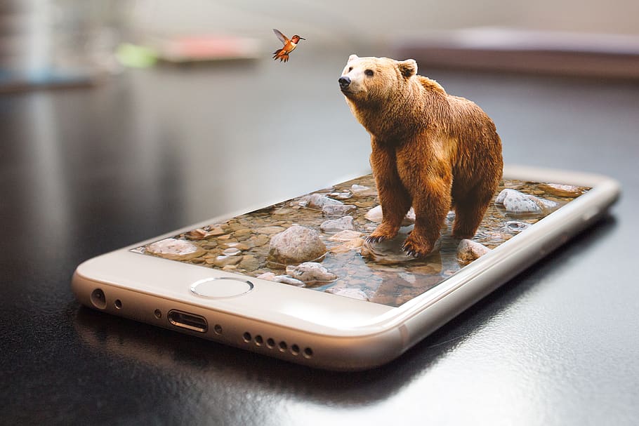 urso, celular, telefone, smartphone, temas animais, mamífero, um animal, animais selvagens, foco em primeiro plano, ninguém