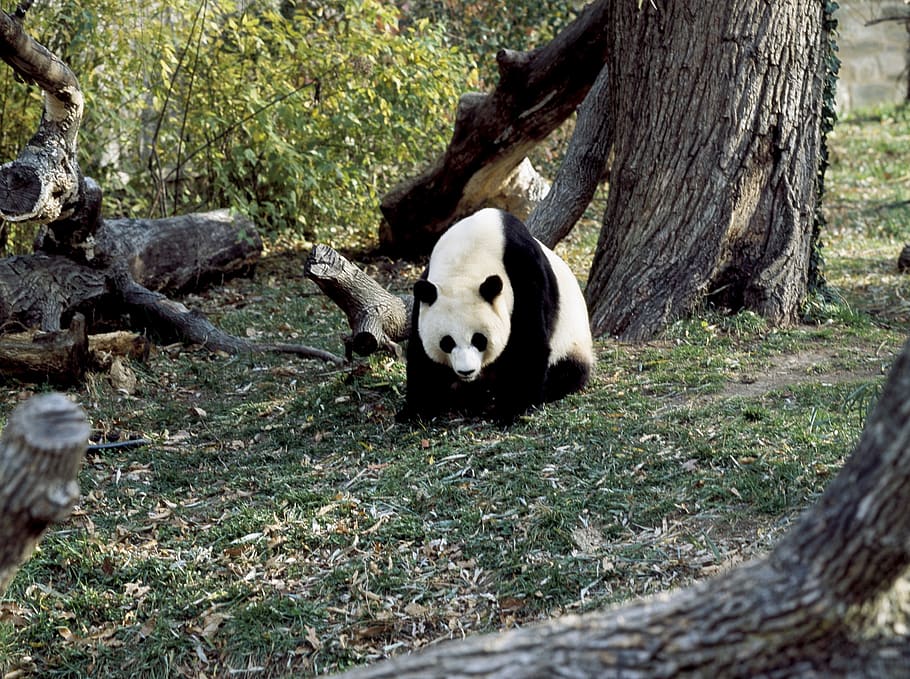 panda, oso, vida silvestre, zoológico, lindo, china, mamífero, comer, naturaleza, animal