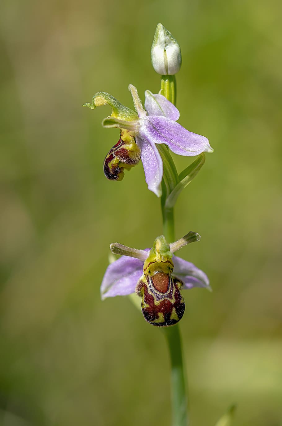 orquídea de abeja, flores silvestres, flora, planta, ophrys, botánica, especies, flor, naturaleza, exóticas