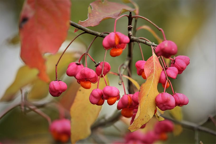 european spindle, euonymus europaeus, toxic, branch, berries, autumn, nature, outdoor, plant, growth