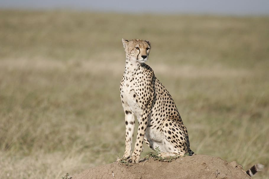 cheetah, sit, safari, tanzania, kenya, serengeti, cat, nature, wild, mother