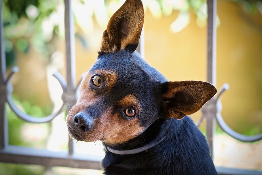 dog, young dog, the muzzle of the dog, adorable, outdoors, happy, pinscher, faithful, look, the look of the dog