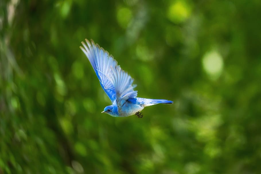 blue, bird, animal, flying, nature, green, plant, blur, one animal, animals in the wild