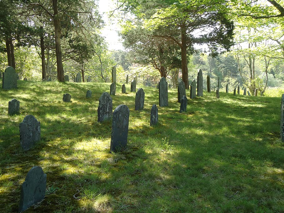 cementerio, hierba, árboles, viejos, lápidas, planta, árbol, tumba, lápida sepulcral, césped