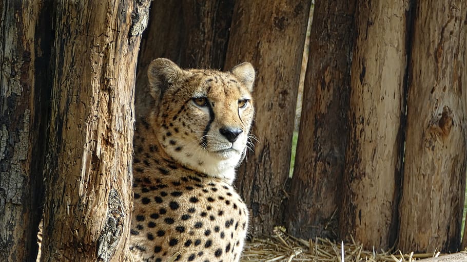 cheetah, wild, nature, safari, predator, africa, iran, feline, dangerous, animal world